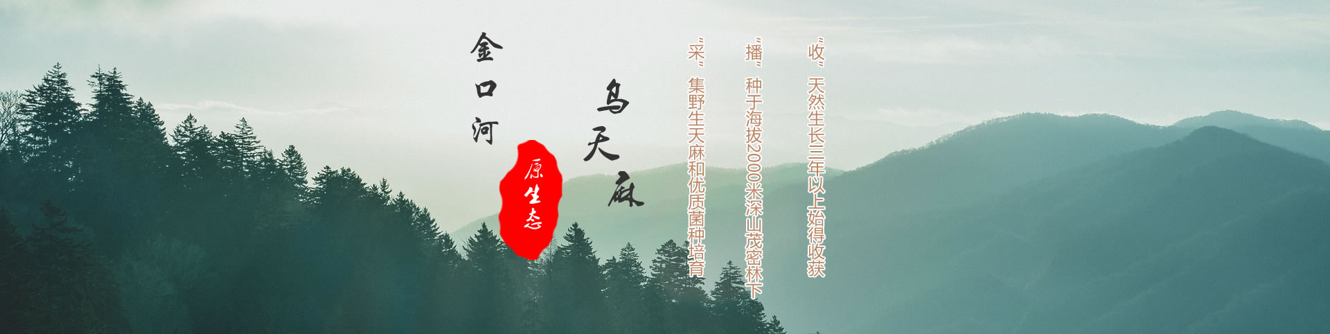 天麻營(yíng)養(yǎng)價(jià)值